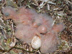 quaker parrot egg